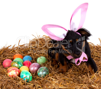 funny cute easter dog with pink rabbit ears