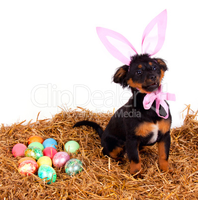 funny cute easter dog with pink rabbit ears