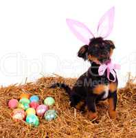 funny cute easter dog with pink rabbit ears