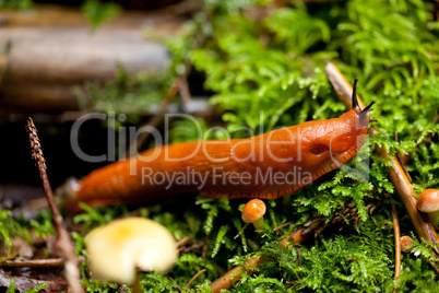red slug arion rufus slimy nature slow green wild