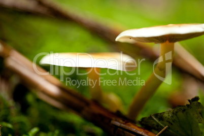 brown mushroom autumn outdoor macro closeup