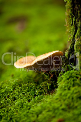 brown mushroom autumn outdoor macro closeup