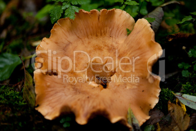 brown mushroom autumn outdoor macro closeup