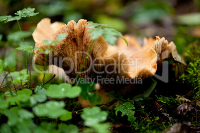 brown mushroom autumn outdoor macro closeup