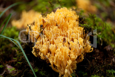 ramaria mushroom detail macro in forest autumn seasonal