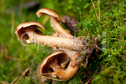 brown mushroom autumn outdoor macro closeup