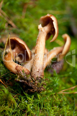 brown mushroom autumn outdoor macro closeup