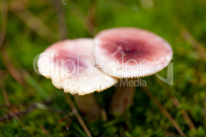 brown mushroom autumn outdoor macro closeup