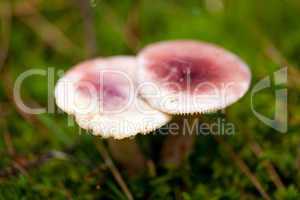 brown mushroom autumn outdoor macro closeup