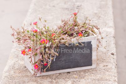 small chalkboard copyspace in decorative flower pot outdoor
