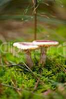 brown mushroom autumn outdoor macro closeup