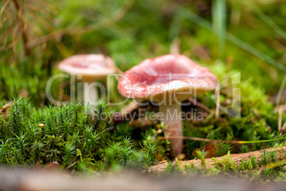 brown mushroom autumn outdoor macro closeup