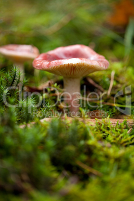 brown mushroom autumn outdoor macro closeup