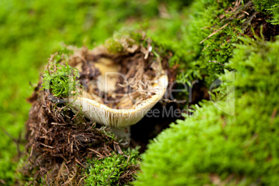 brown mushroom autumn outdoor macro closeup