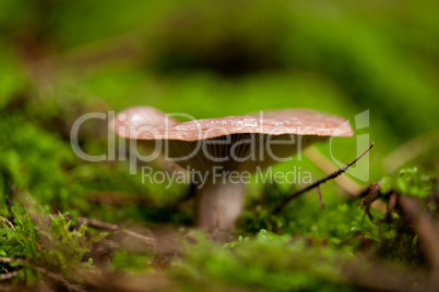 brown mushroom autumn outdoor macro closeup