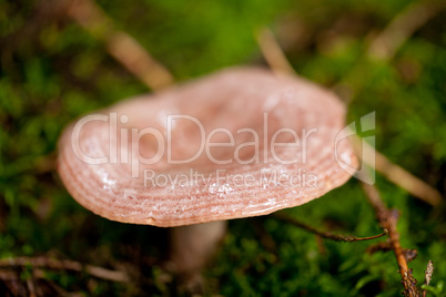 brown mushroom autumn outdoor macro closeup