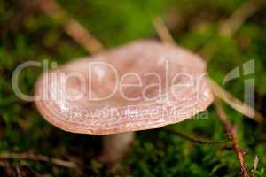 brown mushroom autumn outdoor macro closeup