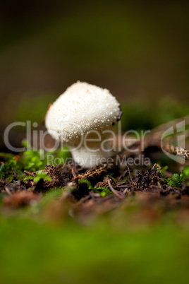 brown mushroom autumn outdoor macro closeup