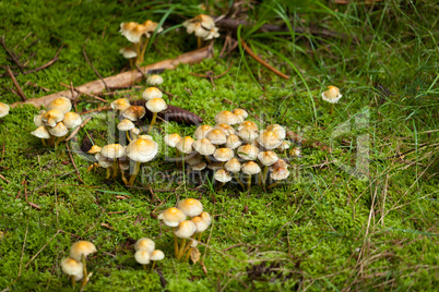 brown mushroom autumn outdoor macro closeup