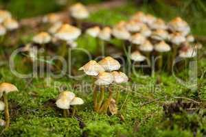 brown mushroom autumn outdoor macro closeup