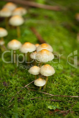 brown mushroom autumn outdoor macro closeup