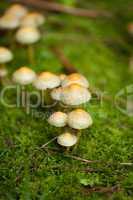 brown mushroom autumn outdoor macro closeup