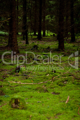 nature forest autumn with green moss and trees