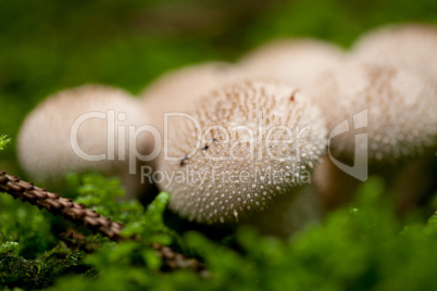 brown mushroom autumn outdoor macro closeup