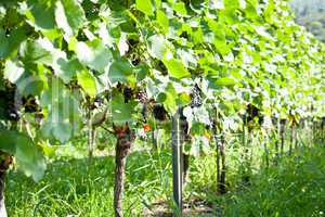 green and red grapevine outdoor in autumn summer