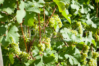 green and red grapevine outdoor in autumn summer