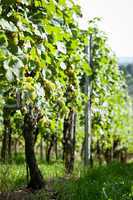 green and red grapevine outdoor in autumn summer