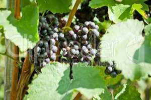 green and red grapevine outdoor in autumn summer