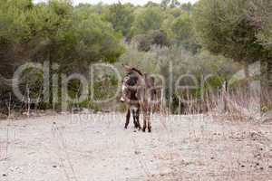 donkeys in field outdoor in summer looking