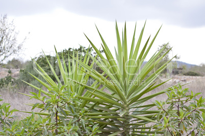 green palm in tropical landscape in summer