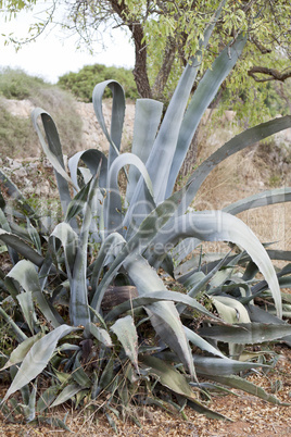 agave plant cactus aloe outside in summer