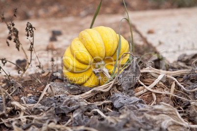 fresh orange yellow pumpkin in garden outdoor