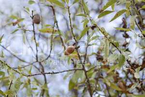 almond nut fruit tree outdoor in sumemr autumn