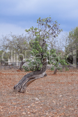 carob tree Ceratonia siliqua outside in summer