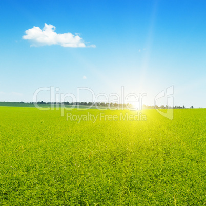 beautiful sunrise over wheat field