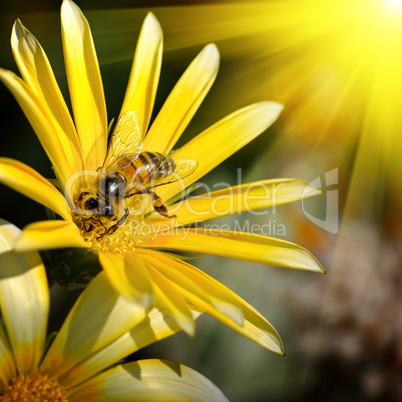 bee on a beautiful flower in the sun