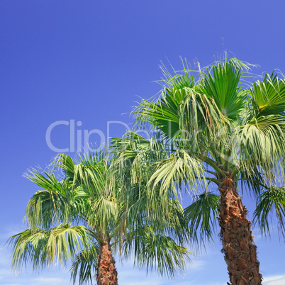 palm on background of blue sky