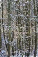 Winter im Wald