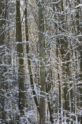 Winter im Wald