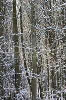 Winter im Wald