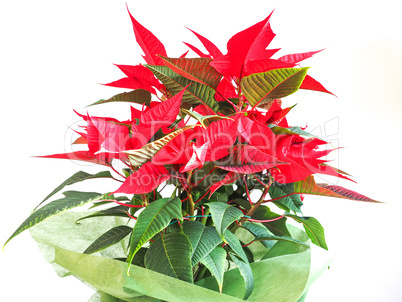 Poinsettia Christmas star