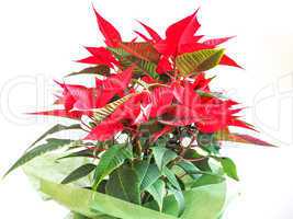 Poinsettia Christmas star