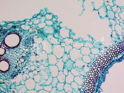 Cucurbita stem micrograph