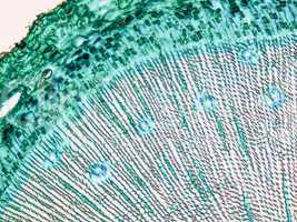 Pine Wood micrograph