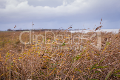 beautiful landscape dunes baltic sea in autumn winter