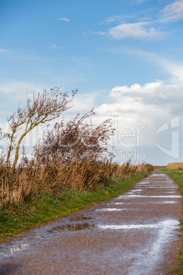 landscape and street in autumn spring outdoor